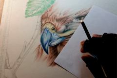 Eagle_Colord_Pencil_Traditional